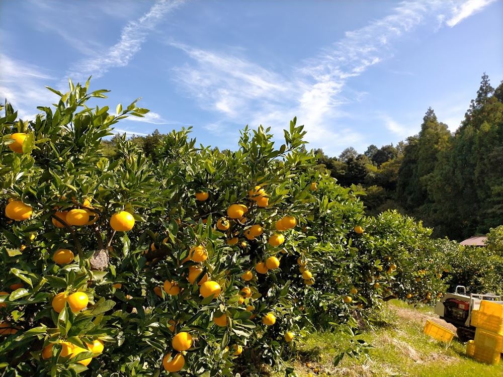 ENAMIFARM CITRUS
